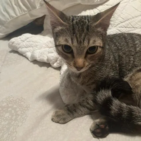 Carlos