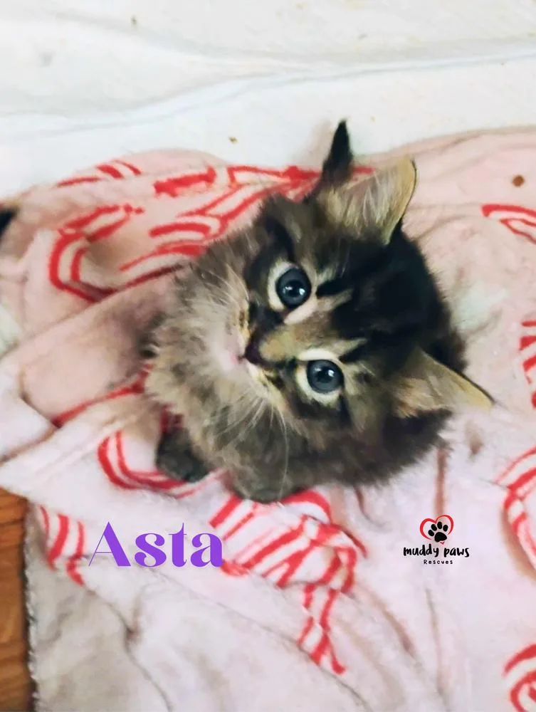 A baby small-sized male Domestic Short Hair cat named Black Clover Litter: Asta for adoption in Council Bluffs, IA