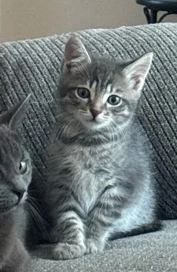 A baby small-sized female Gray / Blue / Silver Domestic Short Hair cat named Ella for adoption in Mooresville, NC