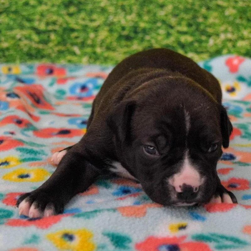 A baby medium-sized male Boxer dog named Nicky for adoption in North Bend, OR