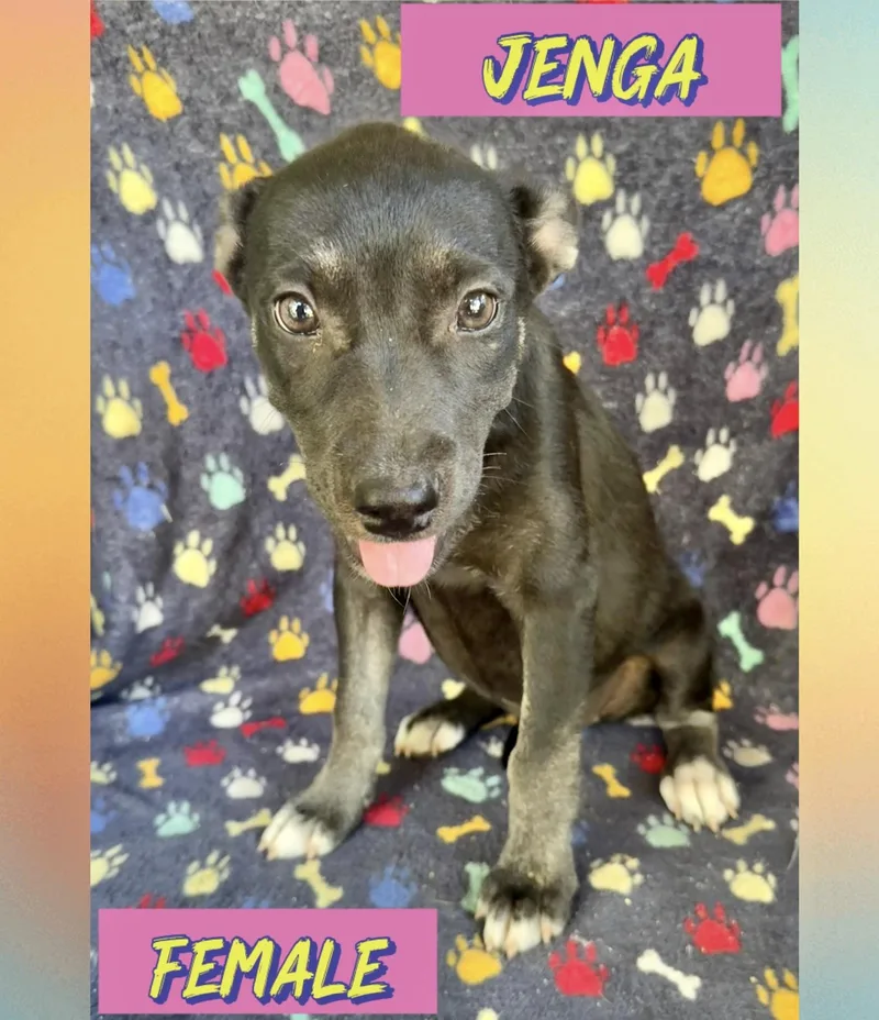 A baby medium-sized female Labrador Retriever dog named Jenga for adoption in Manchester, CT