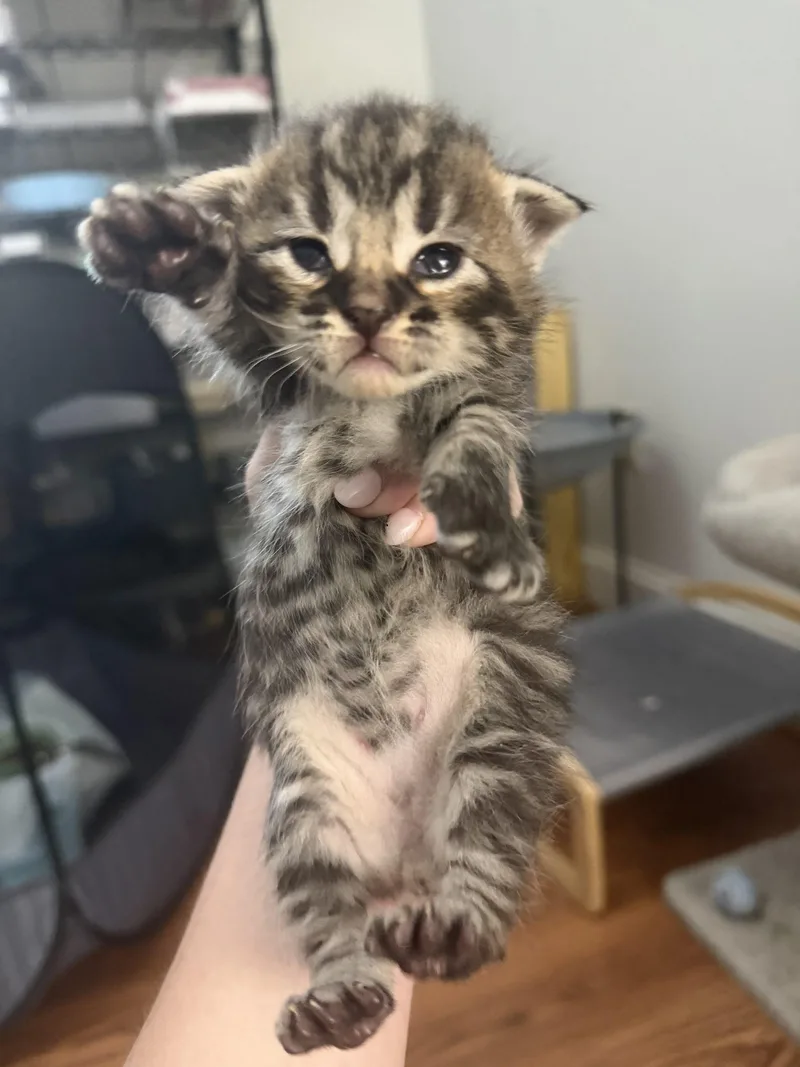 A baby small-sized male Tabby (Tiger Striped) Domestic Medium Hair cat named Grey Goose "gg" for adoption in Paulina, LA