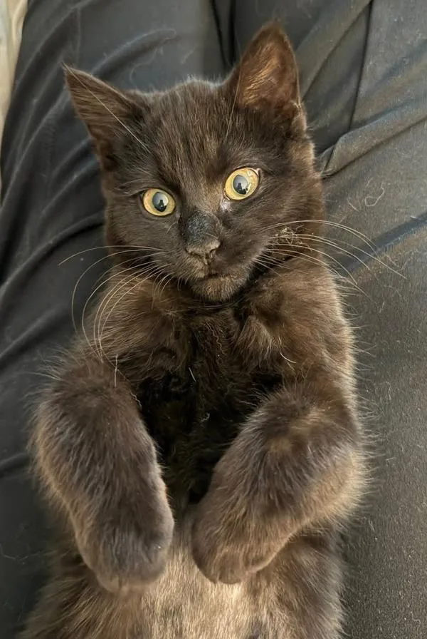 A baby small-sized female Domestic Short Hair cat named Jynx for adoption in Millersville, MD