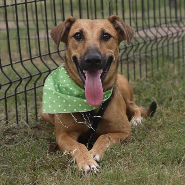 A young medium-sized female Terrier dog named Trisha for adoption in San Antonio, TX