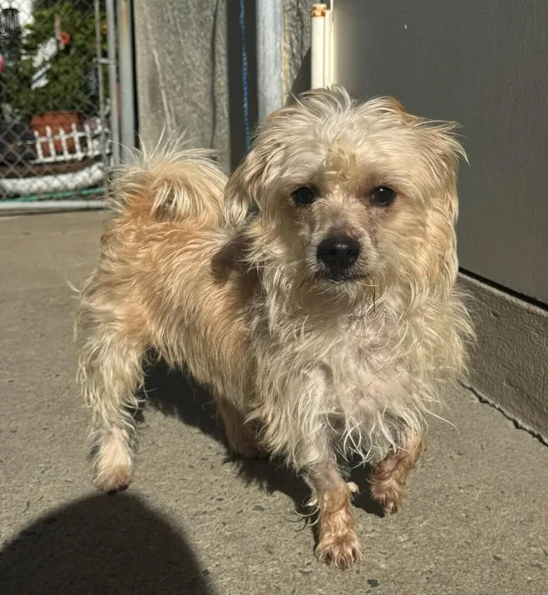An adult small-sized male Mixed Breed dog named Bengi for adoption in Long Island City, NY