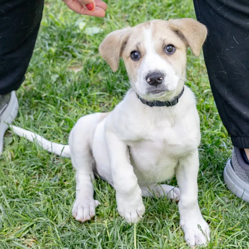 A baby medium-sized male White / Cream Saint Bernard dog named Jengaavail for adoption in West Grove, PA