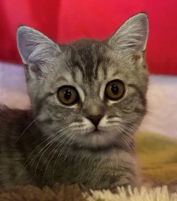 A baby medium-sized female British Shorthair cat named Jasmine for adoption in Davis, CA