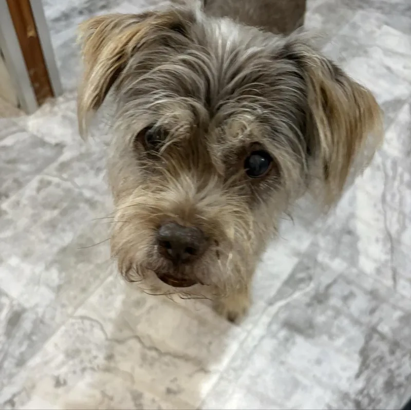 A senior small-sized male Tricolor (Brown, Black, & White) Schnauzer dog named Struesel for adoption in Winter Garden, FL