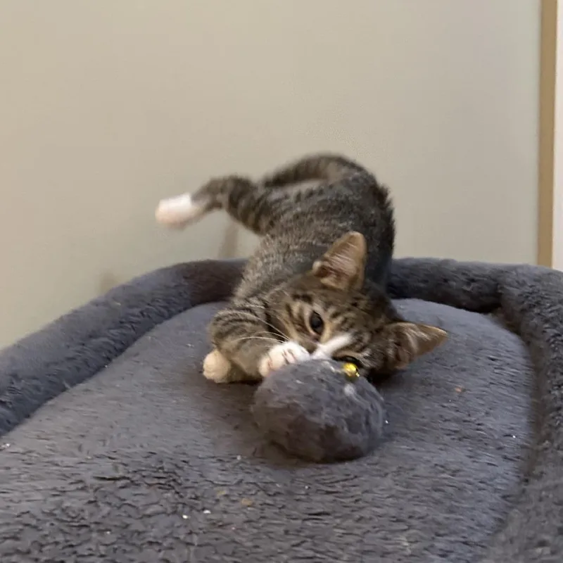 A young medium-sized female Tabby (Brown / Chocolate) Domestic Short Hair cat named Violin for adoption in Evanston, IL