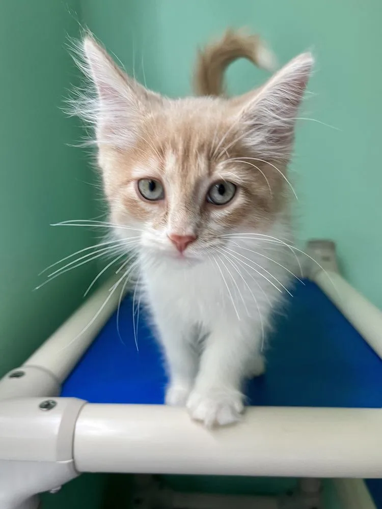 A baby medium-sized male Domestic Long Hair cat named Cirrus for adoption in Emerald Isle, NC