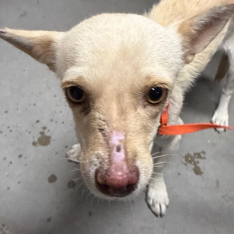 An adult small-sized female Apricot / Beige Chihuahua dog named Cheddar for adoption in Yuma, AZ