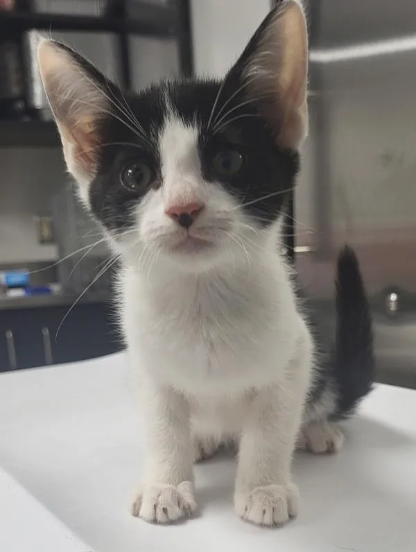 A baby small-sized female Domestic Short Hair cat named Kd Stella for adoption in Lawrenceville, GA