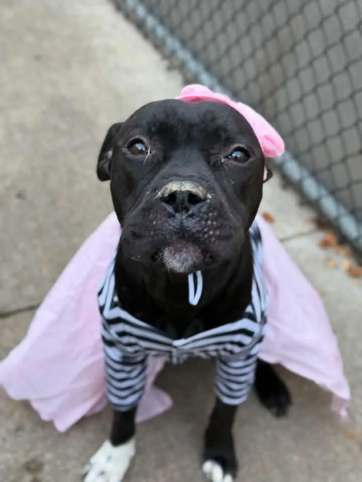An adult medium-sized female Black Pit Bull Terrier dog named Pina Colada for adoption in Chicago, IL