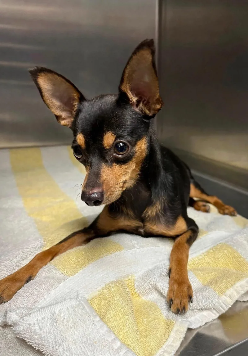 A baby small-sized male Black Miniature Pinscher dog named Winston for adoption in Henderson, NV