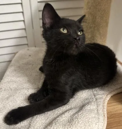 A baby small-sized female Domestic Short Hair cat named Shady for adoption in Wilkesboro, NC