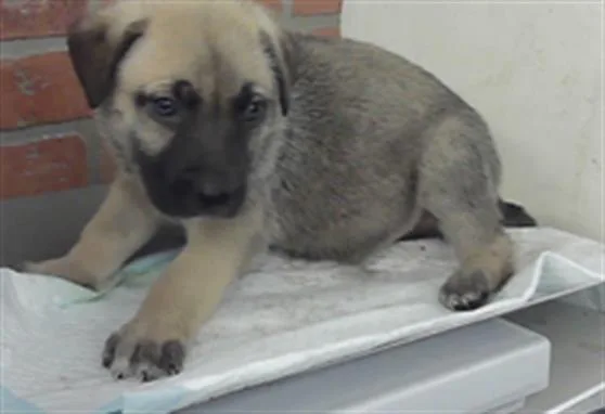 A baby small-sized male German Shepherd Dog dog named Tito for adoption in Houston, TX