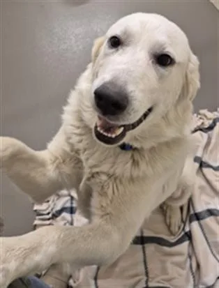 A young large-sized female Great Pyrenees dog named Wynona for adoption in Hagerstown, MD