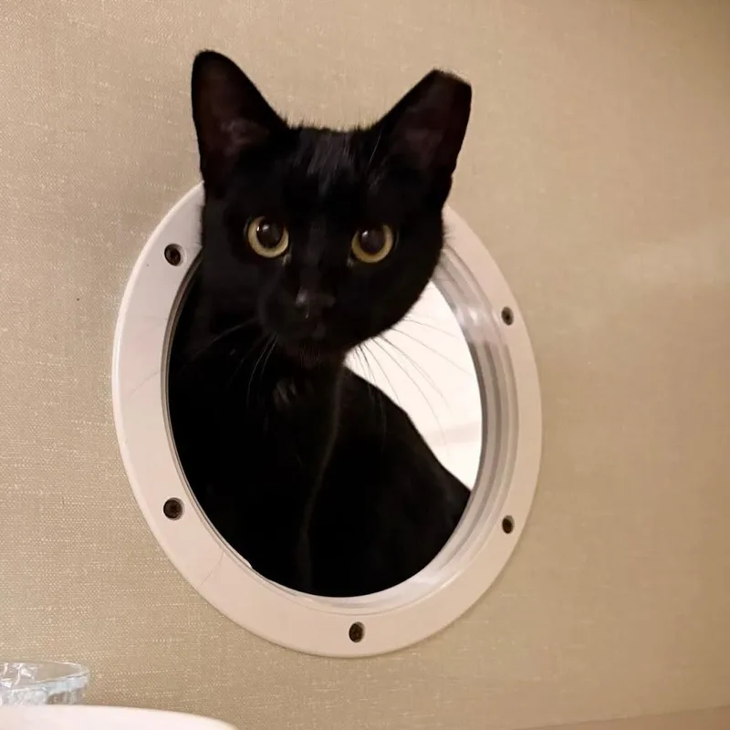 A young medium-sized female Black Domestic Short Hair cat named Jemima for adoption in Grand Rapids, MI