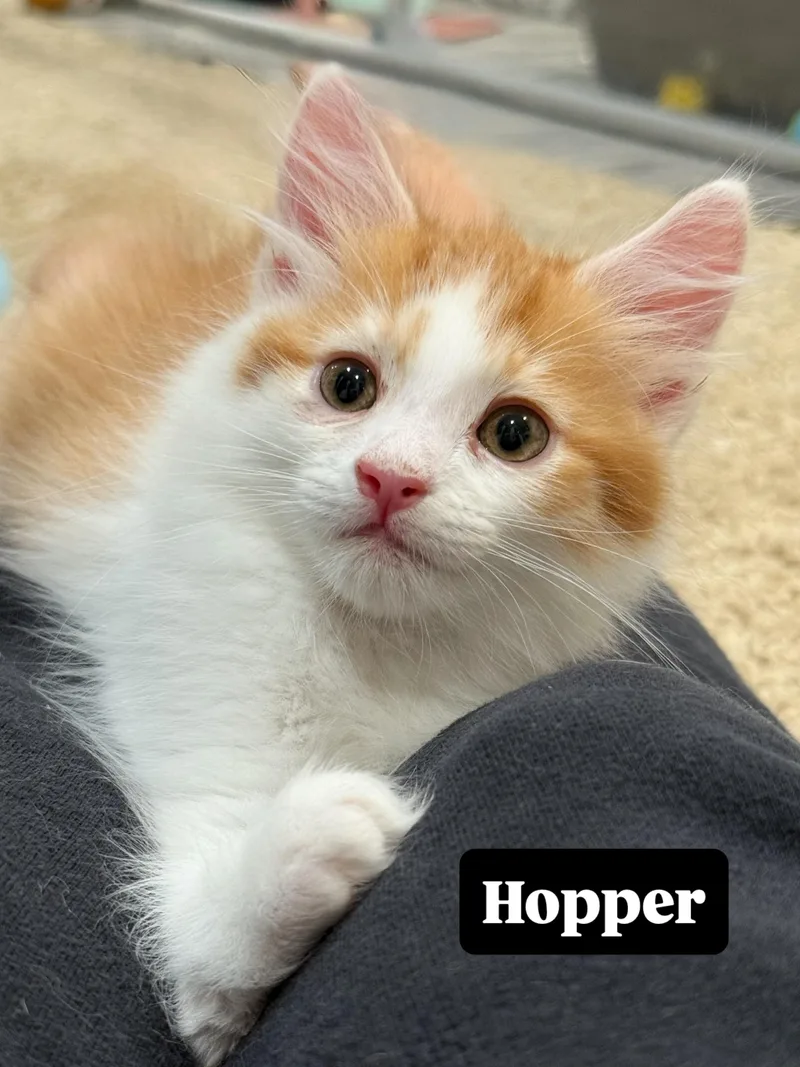 A baby medium-sized male Orange / Red Domestic Medium Hair cat named Hopper for adoption in Studio City, CA