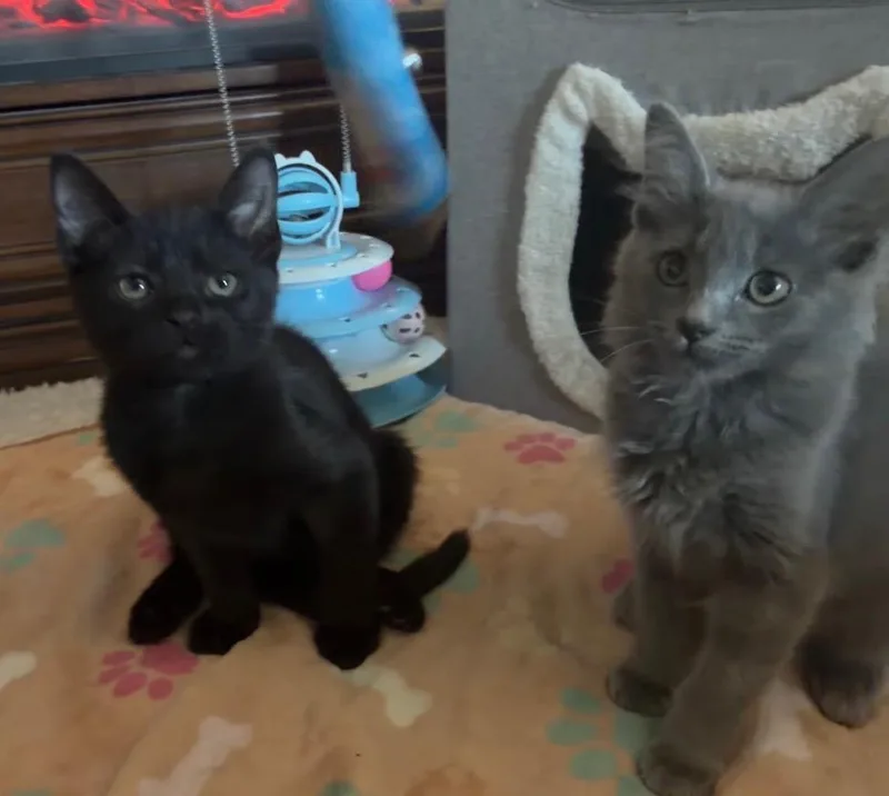 A baby medium-sized female Gray / Blue / Silver Domestic Medium Hair cat named Sabrina for adoption in Davis, CA