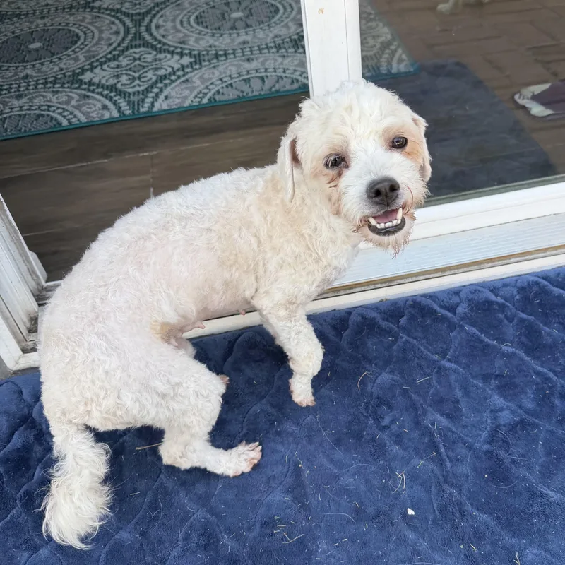 An adult small-sized female White / Cream Miniature Poodle dog named Snow for adoption in Liverpool, TX