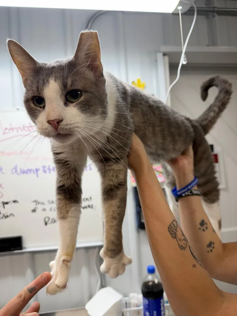 An adult medium-sized male Domestic Short Hair cat named Louie for adoption in Pierceton, IN