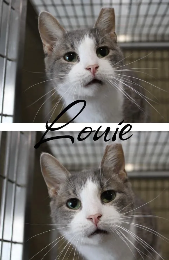 Louie thumbnail 2
