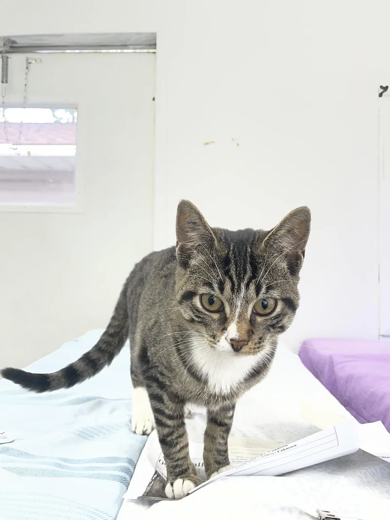A young medium-sized female Domestic Short Hair cat named Maizy for adoption in Trenton, NJ