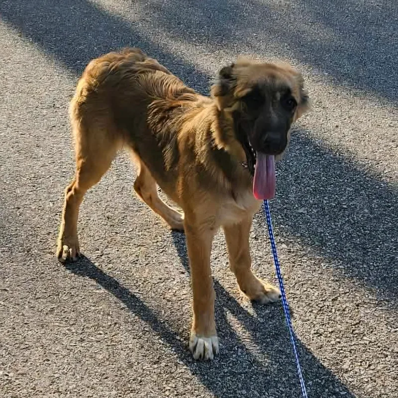 A young medium-sized female Yellow / Tan / Blond / Fawn German Shepherd Dog dog named Mathilde for adoption in Jasper, IN