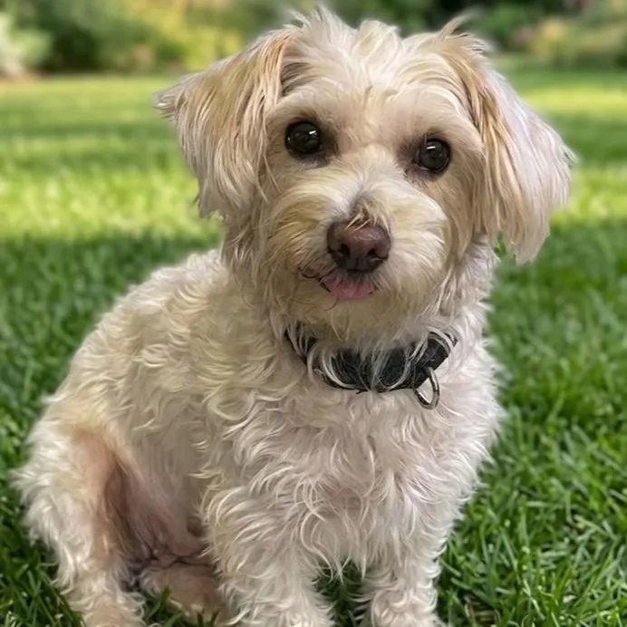 A young small-sized female White / Cream Maltese dog named Azalea for adoption in Boca Raton, FL
