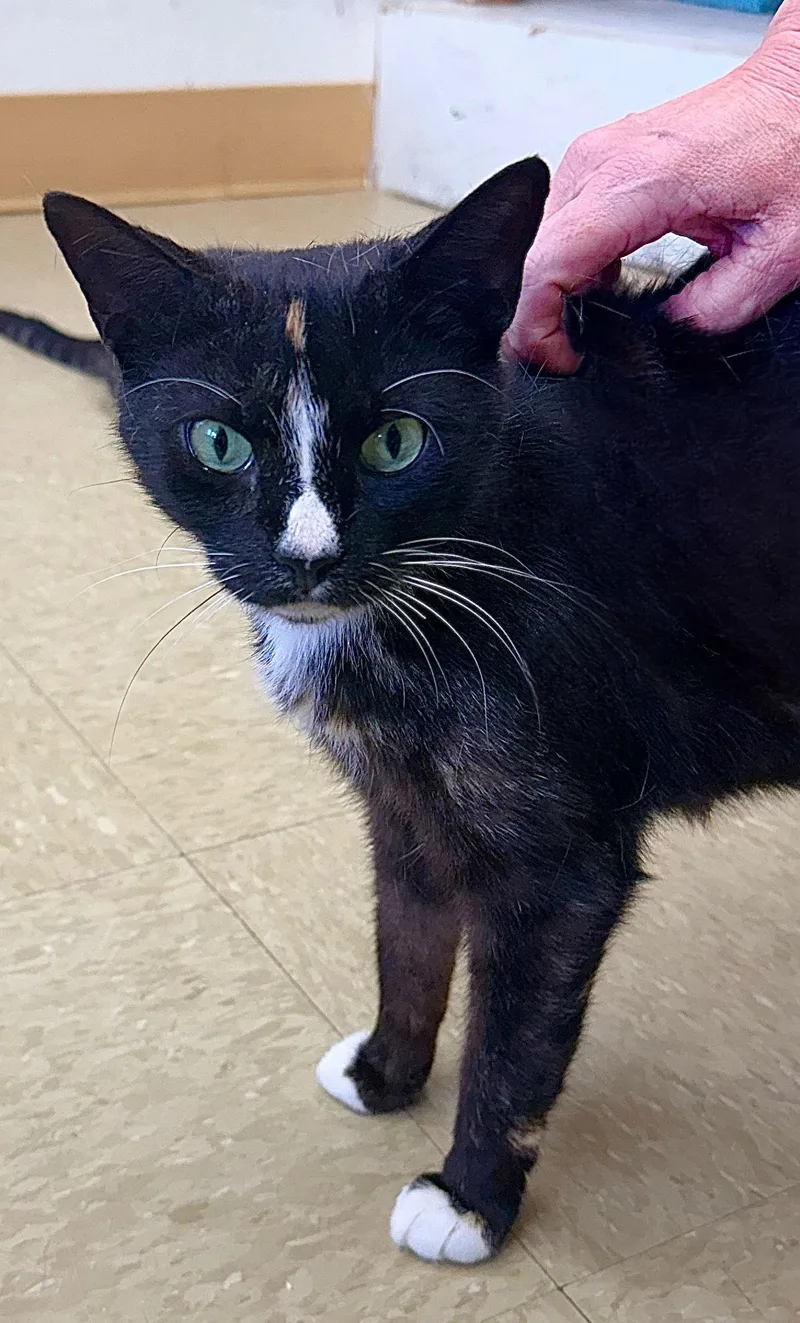 Veneziawillow Grove thumbnail 2