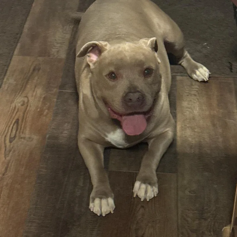 An adult large-sized male Brown / Chocolate Pit Bull Terrier dog named Axel for adoption in Yuma, AZ