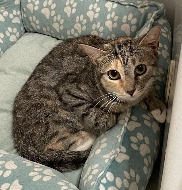 An adult medium-sized female Domestic Short Hair cat named Arlinda for adoption in Tampa, FL