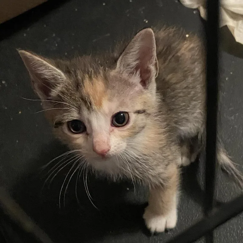 A baby small-sized female Gray / Blue / Silver Domestic Short Hair cat named Flop for adoption in Austin, TX