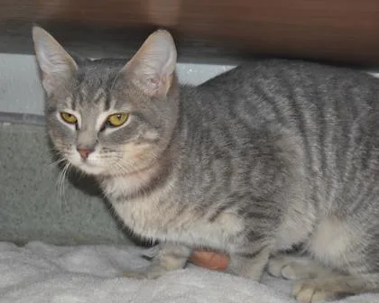 Penelope thumbnail 2