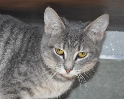 Penelope thumbnail 3