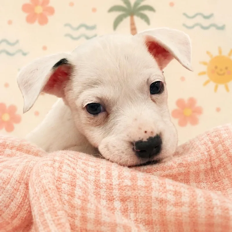 A baby small-sized male White / Cream Mixed Breed dog named Dew for adoption in Brockton, MA