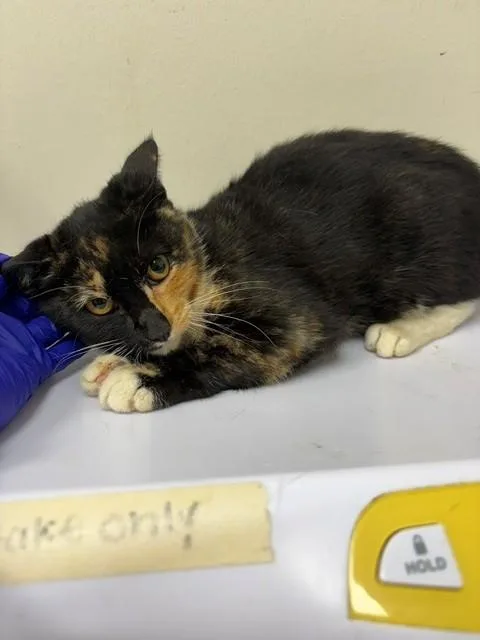 A baby small-sized female Domestic Short Hair cat named Oriole for adoption in Naples, FL