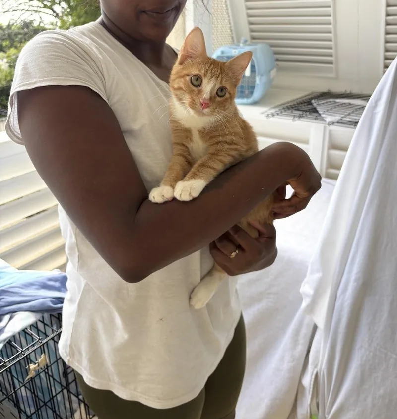 A baby small-sized male Orange & White American Shorthair cat named John for adoption in New Bedford, MA