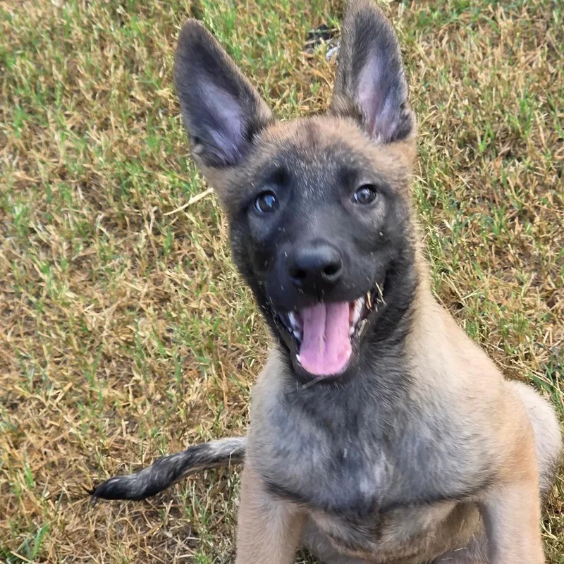 A baby medium-sized female Yellow / Tan / Blond / Fawn Belgian Shepherd / Malinois dog named Rayne DD for adoption in Austin, TX