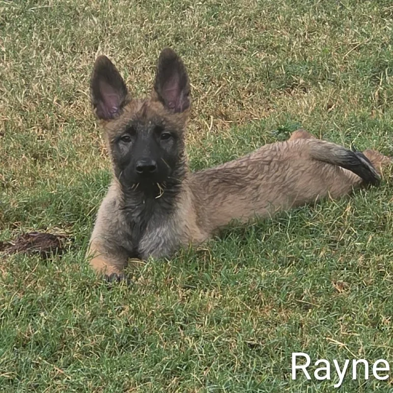 Rayne DD thumbnail 3