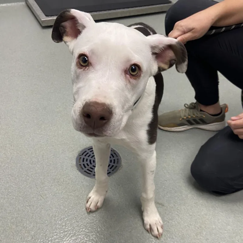 A baby small-sized male White / Cream Terrier dog named Idaho for adoption in Abilene, TX