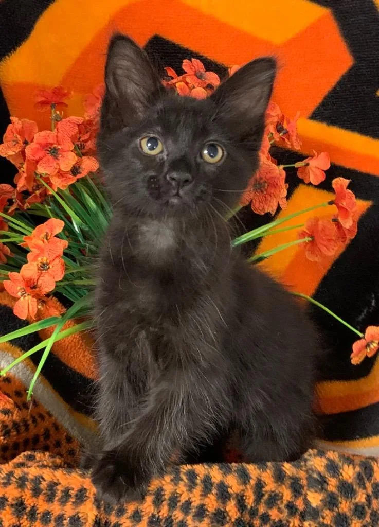 Baby Dave