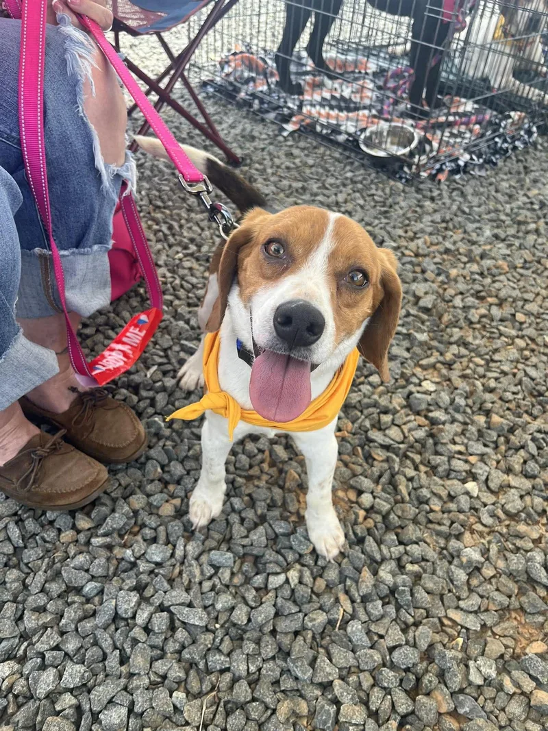 A young small-sized male Tricolor (Brown, Black, & White) Beagle dog named Hoppy Gilmore for adoption in Culpeper, VA