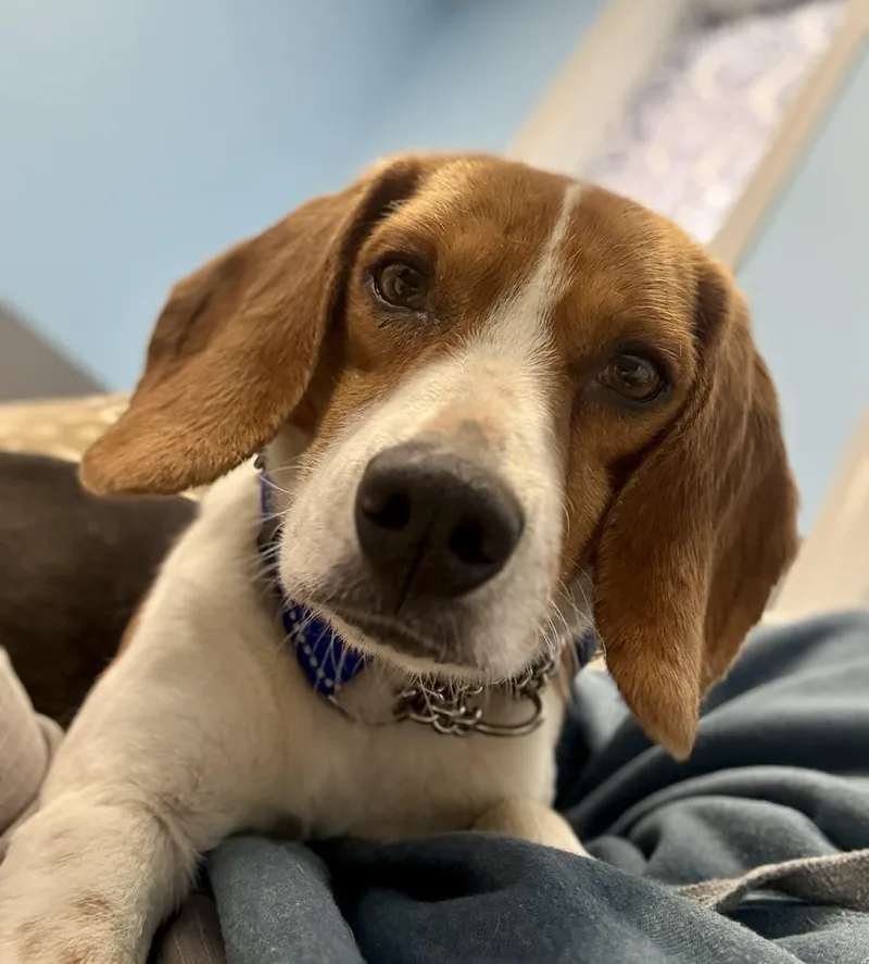 Hoppy Gilmore thumbnail 3