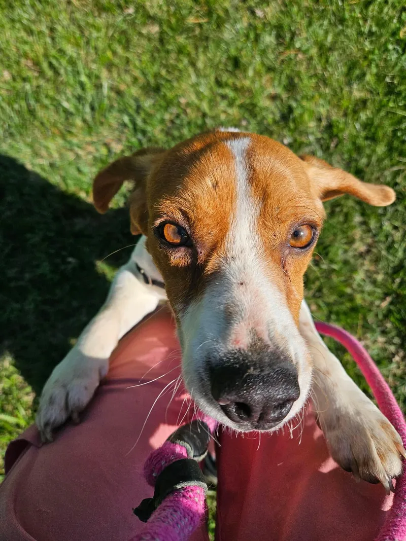 Hoppy Gilmore thumbnail 4