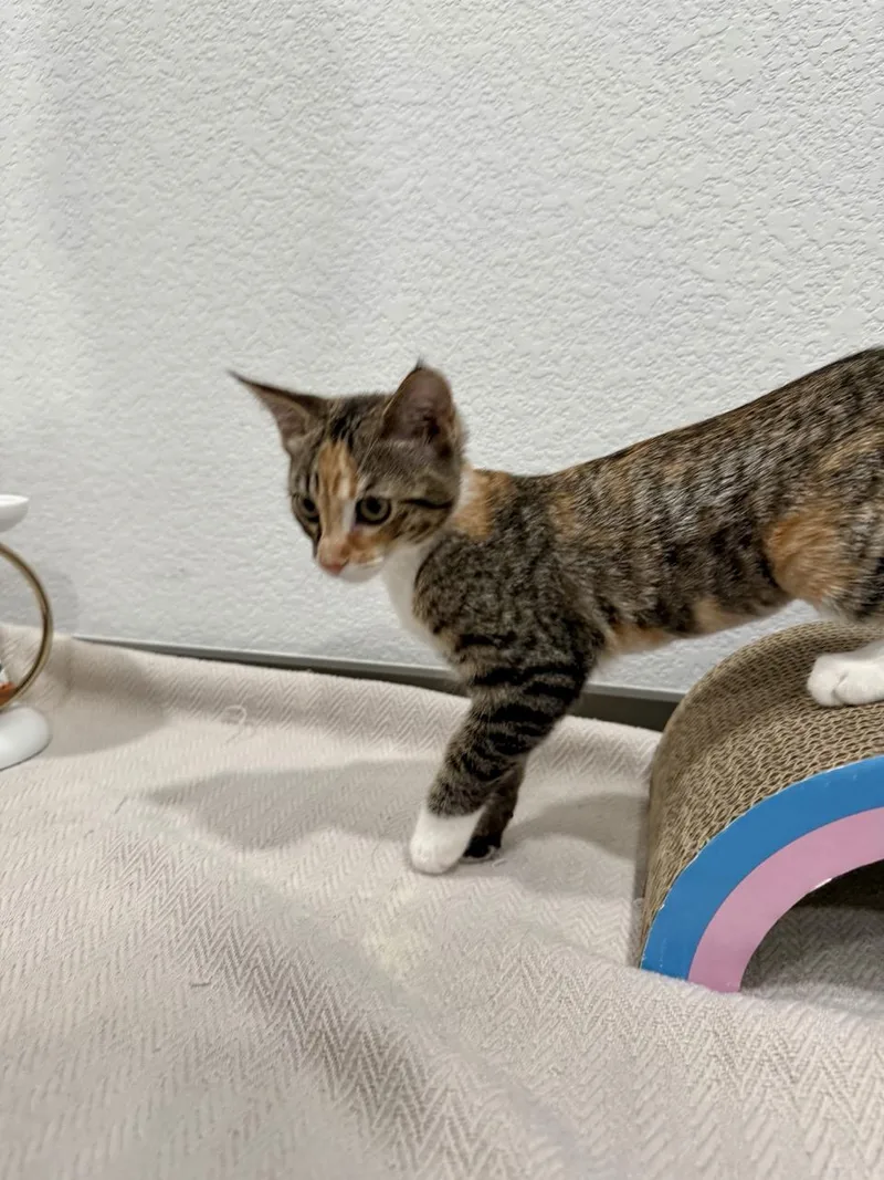 Nova
