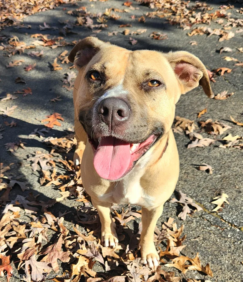 Fudge Pop thumbnail 3