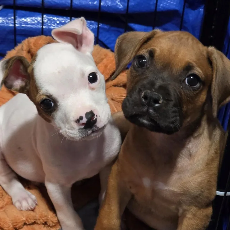 A baby medium-sized male White / Cream Boxer dog named Picasso Dd for adoption in Austin, TX