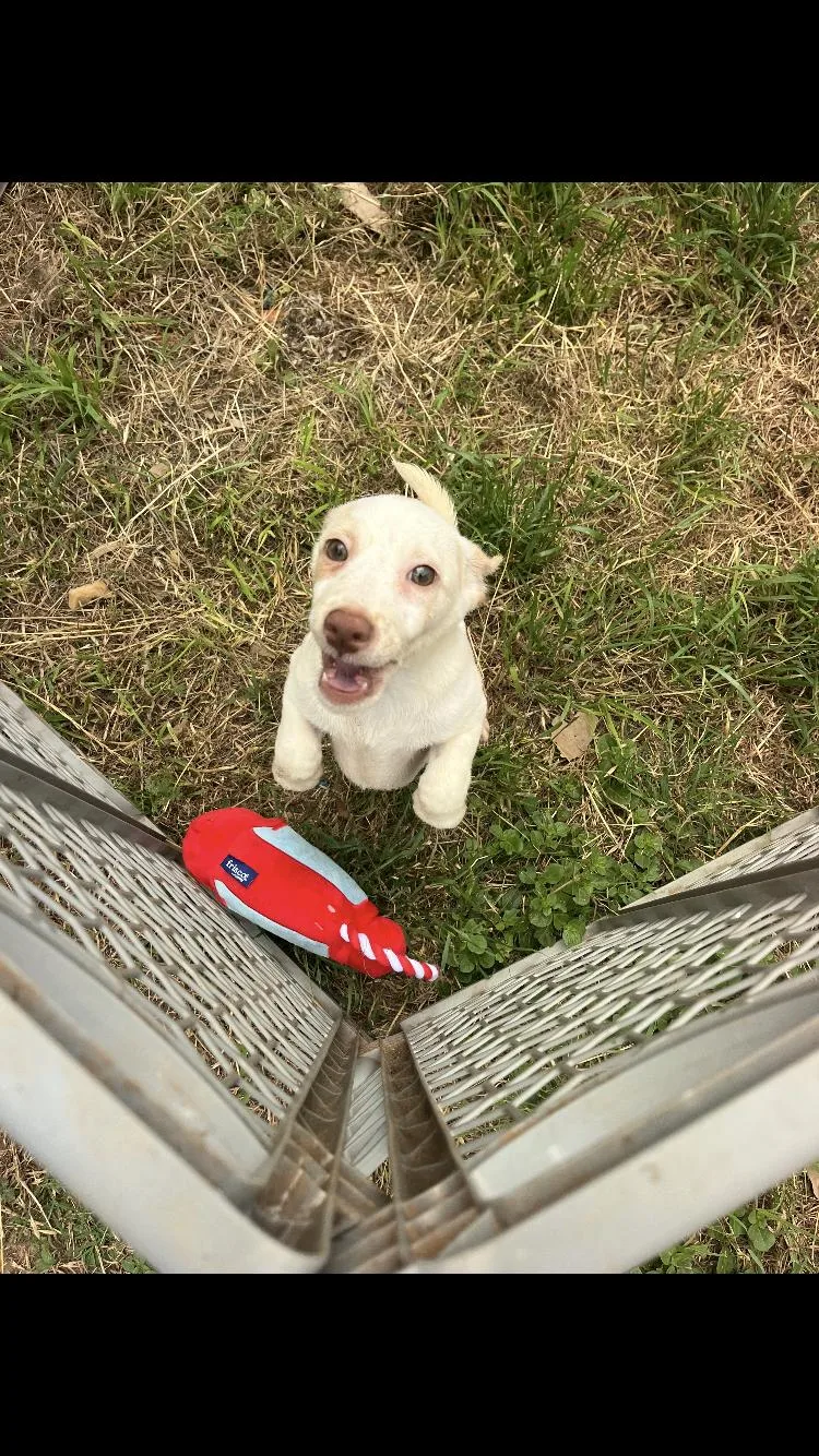 A baby small-sized male Chihuahua dog named Tornado for adoption in Paradise, TX